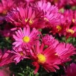 Астра новобельгийская Роял Руби d12