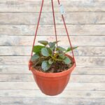 Бегония Даблет Пинк "Doublet Pink" кашпо d23