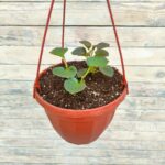 Бегония Даблет Пинк "Doublet Pink" кашпо d23 — изображение 2