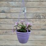 Сенполия (фиалка) кашпо d13