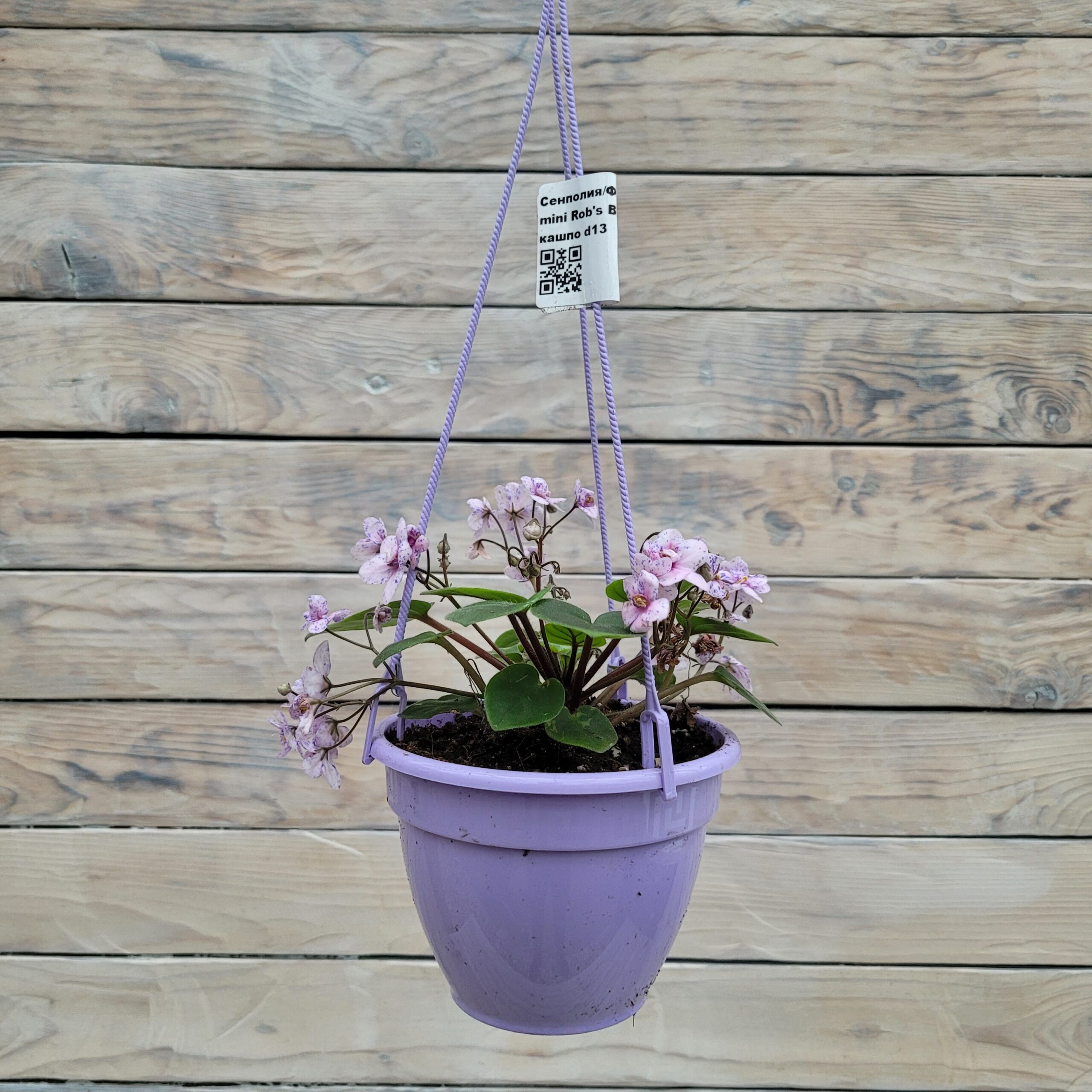 Фиалка Мини Робс 13 Сенполия (фиалка) кашпо d13 — изображение 1