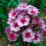 Флокс метельчатый Старый маяк d12