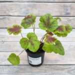 Гейхера Гейхерелла Солар Эклипс "Solar eclipse" d9-10