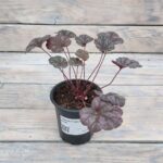 Гейхера Глиттер "Glitter" d9-10