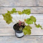 Гейхера Годжиберри "Gojiberry" d9-10