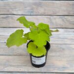 Гейхера Лимон Динозавр "Lemon Dinosaur" d9-10