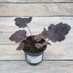 Гейхера Миднайт Роуз "Midnight Rose" d9-10