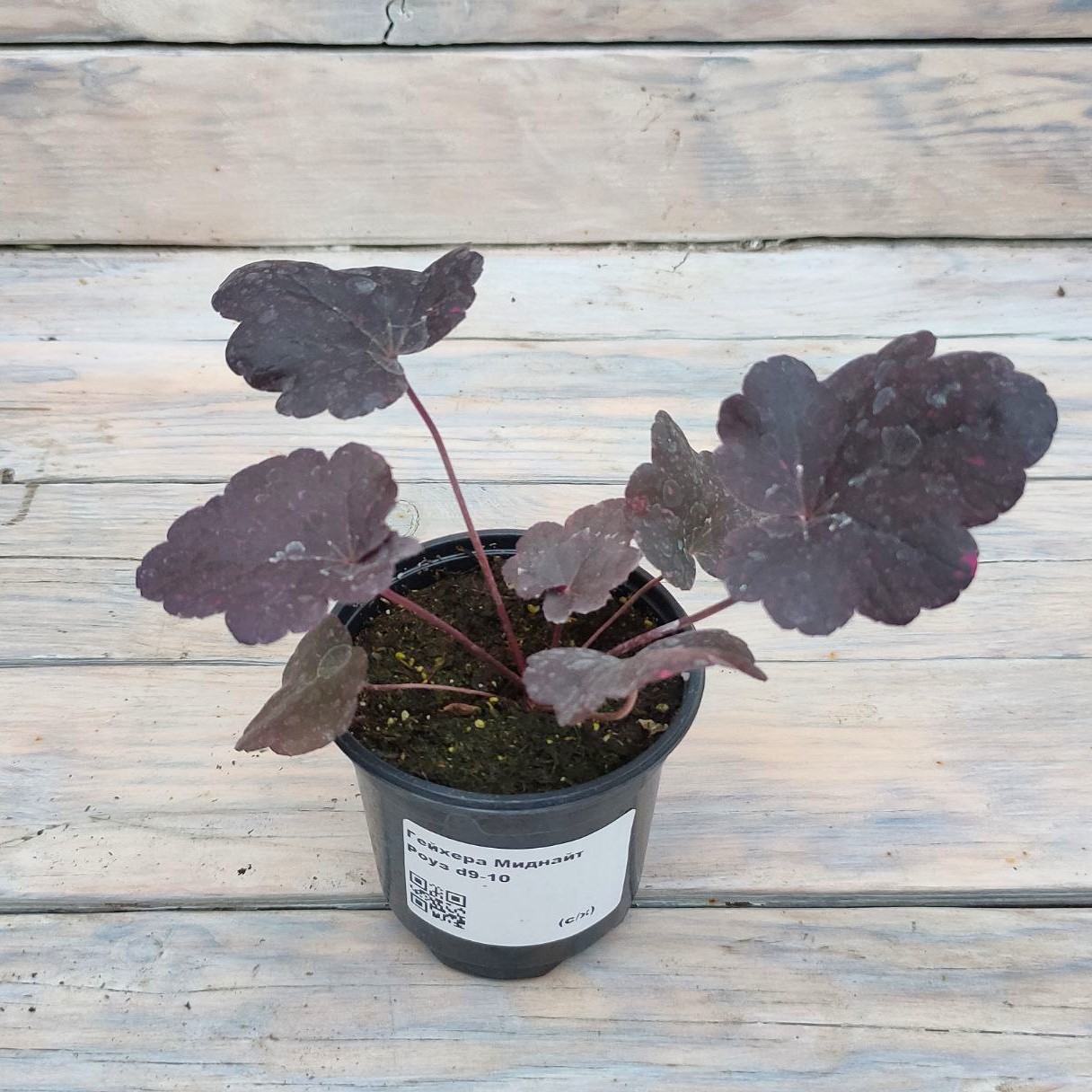 Гейхера Миднайт Роуз “Midnight Rose” d9-10 Гейхера Миднайт Роуз "Midnight Rose" d9-10 — изображение 1