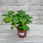 Гортензия крупнолистная Микс d15 (1,5л)