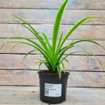 Хлорофитум Хохлатый Вариегатум (пестрый) d12