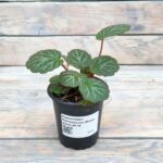 Камнеломка Плетеносная (Плант микс) d8