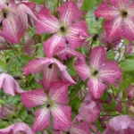 Клематис крупноцветковый Ай эм Хеппи d15