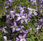 Клематис Ай Эм Леди Зоямлж 2л