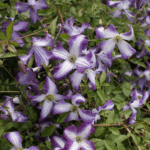 Клематис Ай Эм Леди Зоямлж 2л