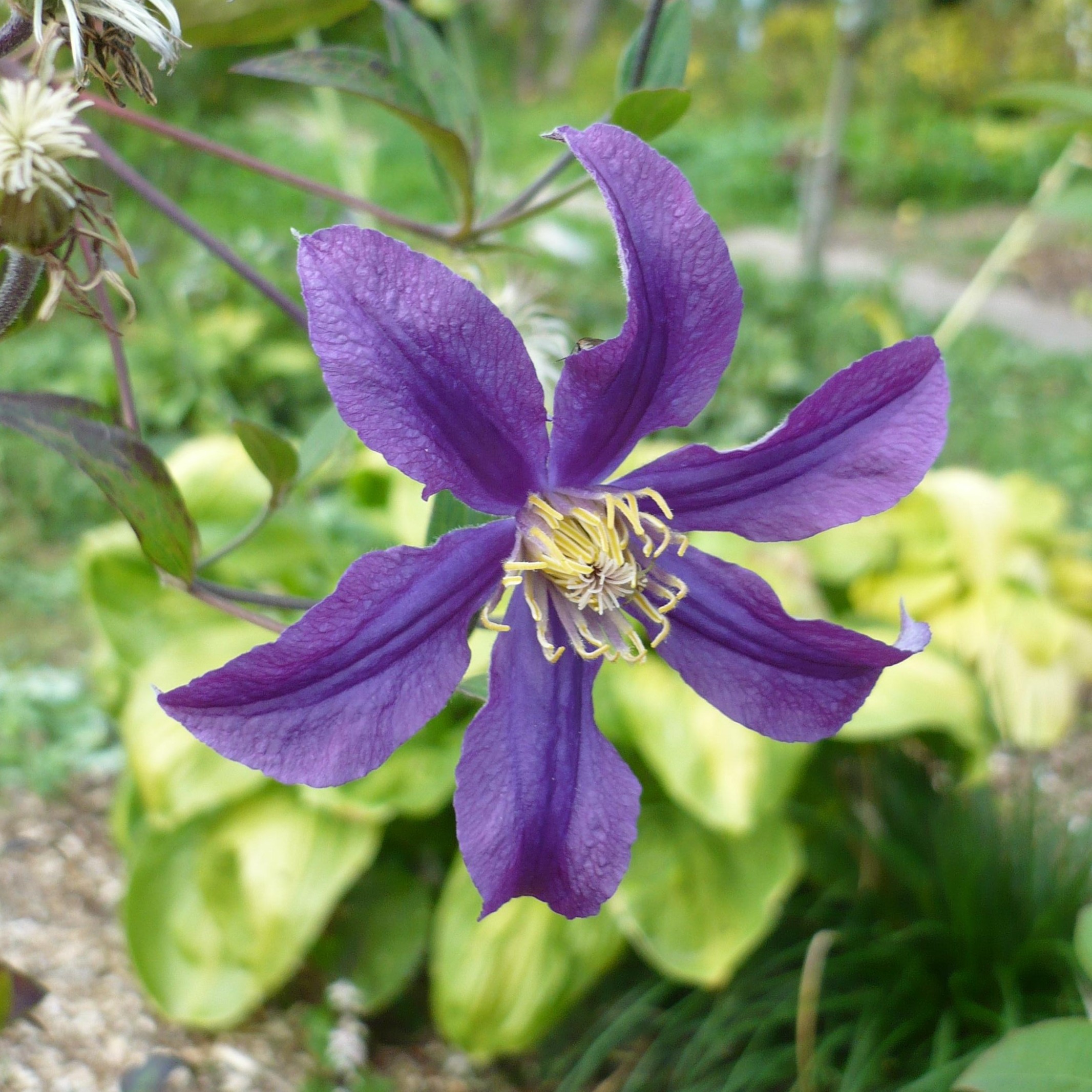 klematis-mississippi-river-mississippi-river.jpg Клематис Миссиссиппи Ривер "Mississippi River" 2л — изображение 1