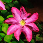 Клематис Пинк Шампейн 2л