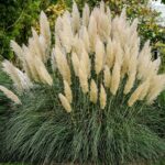 Кортадерия Вайт Фазер "White Feather" d12