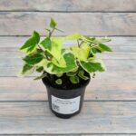 Крестовник (Плант микс) d8