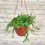 Лизимахия (Вербейник монетчатый) кашпо d23