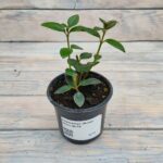 Нематантус (Плант микс) d8