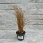 Осока власовидная Бронз Кёлз (Керлс) "Bronze Curls" d12