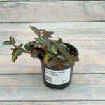 Пеллиония (Даво) (Плант микс) d8