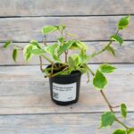 Пеперомия Лазящая (пестрая) (Плант микс) d8