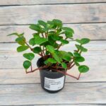 Пеперомия магнолиелистная (головатая) (Плант микс) d8