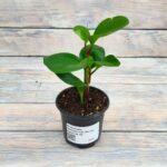 Пеперомия туполистная (Плант микс) d8