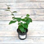 Переския Годсеффа (Плант микс) d8