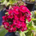 Гвоздика бородатая Барбарини Ред "Barbarini Red" d12 — изображение 3
