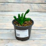 Крассула Хоббит d10