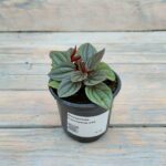 Пеперомия Каперата Санторини d10