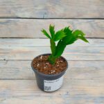 Декабрист d8-9