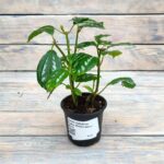 Пилея арбузная Кадье (Плант микс) d8