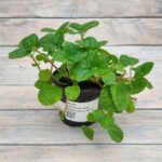 Пилея монетолистная (Плант микс) d8