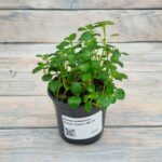 Пилея прижатая (Плант микс) d8