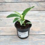 Пизония зонтичная (Плант микс) d8