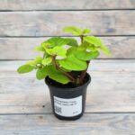 Плектрантус Голд (Плант микс) d8