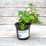 Плектрантус Южный (Плант микс) d8