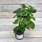 Плектрантус Краснеющий (Плант микс) d8