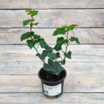 Плющ Хедера (Плант микс) d8