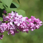 Сирень Богдан Хмельницкий 7л