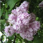 Сирень Фантазия 7л