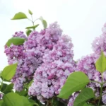 Сирень Генерал Першинг 7л