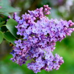 Сирень обыкновенная 7л