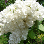 Сирень Петербурженка "Peterburzhenka" 3л