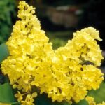 Сирень Примроуз "Primrosa" d9-10