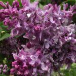 Сирень Василий Теркин "Vasiliy Terkin" d9-10