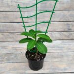 Стефанотис (Жасмин мадагаскарский) / Дуга d12